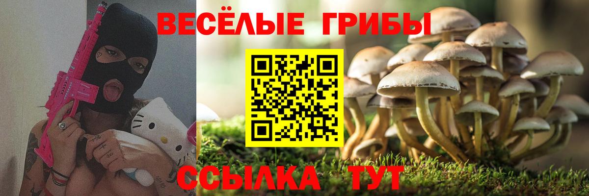 Новоалтайск  Псилоцибиновые грибы Psilocybine cubensis  Вход с VPN 